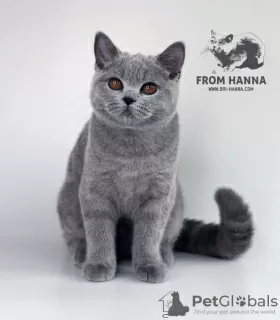 Photo №3. British Shorthair blue. Belarus