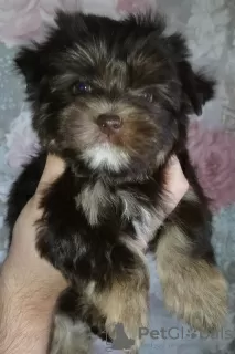 Photo №1. yorkshire terrier - for sale in the city of St. Petersburg | 916$ | Announcement № 9973