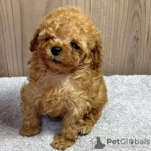 Photo №1. poodle (toy) - for sale in the city of Indianapolis | negotiated | Announcement № 95276