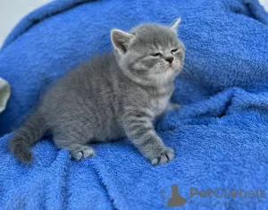 Photo №3. British shorthair kittens white and silver tabby with pedigree. Bulgaria