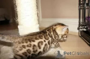 Photo №2 to announcement № 95077 for the sale of bengal cat - buy in Germany private announcement