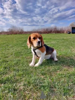 Additional photos: beagle