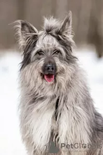 Additional photos: A beautiful dog in good hands.