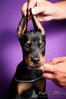 Additional photos: Doberman puppies