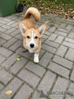 Photo №3. corgi for sale. Belarus