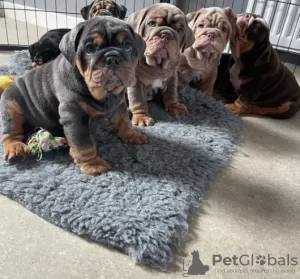 Photo №1. english bulldog - for sale in the city of Ylöjärvi | Is free | Announcement № 128361