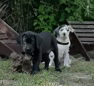 Photo №3. Great Dane puppies. Poland