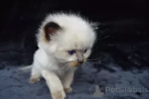 Photo №3. Cute Ragdoll kittens for sale now. Spain