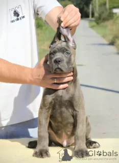 Additional photos: Cane Corso puppies for sale