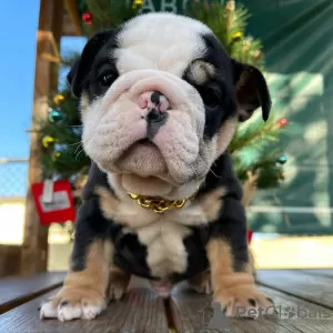 Photo №3. Beautiful English bulldog puppies. United States