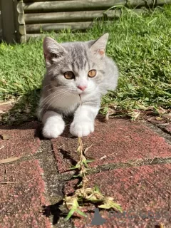 Photo №3. British short-haired kittens. United Kingdom