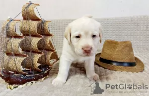 Photo №4. I will sell labrador retriever in the city of Zhukovsky. private announcement - price - 672$