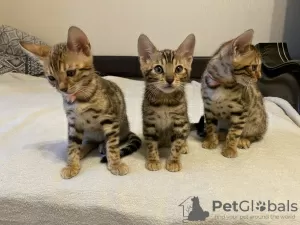 Photo №3. bengal kittens. Russian Federation