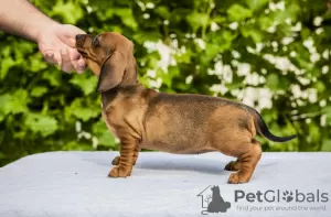 Photo №4. I will sell dachshund in the city of Šabac. breeder - price - negotiated