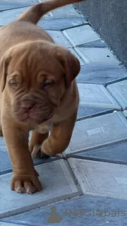 Additional photos: Dogue de Bordeaux puppies