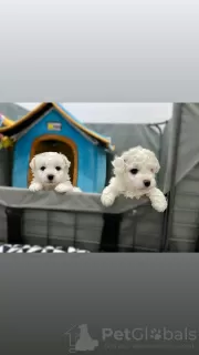 Photo №1. bichon frise - for sale in the city of Tennessee City | negotiated | Announcement № 15649