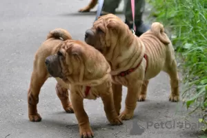 Photo №2 to announcement № 52638 for the sale of shar pei - buy in Russian Federation private announcement