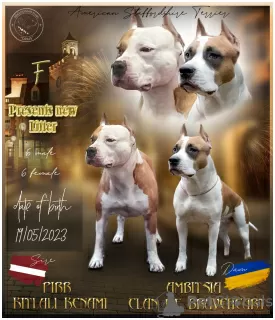 Photo №1. american staffordshire terrier - for sale in the city of Saulkrasti | 634$ | Announcement № 60555