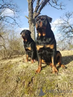 Photo №2 to announcement № 100929 for the sale of rottweiler - buy in Latvia breeder