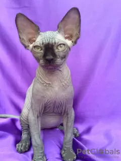 Photo №1. sphynx cat - for sale in the city of Rostov-on-Don | 355$ | Announcement № 11951