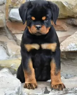 Photo №1. rottweiler - for sale in the city of Bucharest | negotiated | Announcement № 117570