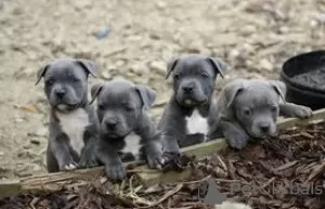 Photo №2 to announcement № 129769 for the sale of american staffordshire terrier - buy in Germany private announcement