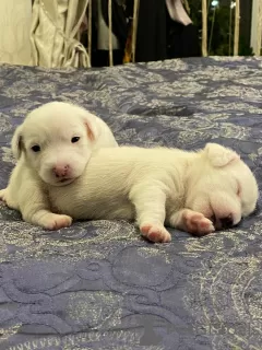 Additional photos: Wonderful Jack Russell Terrier puppies are looking for a home and caring owners!