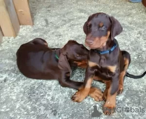 Photo №1. dobermann - for sale in the city of Винтерберг | Is free | Announcement № 130145