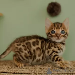 Photo №2 to announcement № 106489 for the sale of bengal cat - buy in Czech Republic 