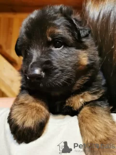 Additional photos: Elite litter of long-haired German shepherds