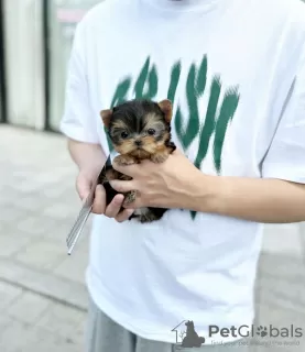 Photo №3. ADORABLE YORKIE PUPPIES. United States