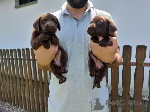 Additional photos: Labrador Retriever, chocolate brown litter