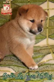 Photo №4. I will sell shiba inu in the city of Khmelnitsky. breeder - price - negotiated