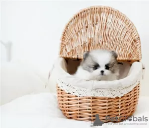 Photo №1. pomeranian - for sale in the city of Dübendorf | Is free | Announcement № 17414