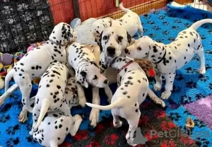 Photo №1. dalmatian dog - for sale in the city of Iowa City | 400$ | Announcement № 111397