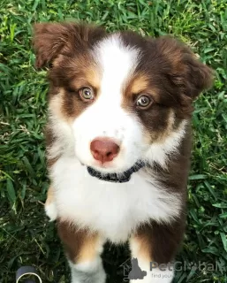 Photo №1. australian shepherd - for sale in the city of Copenhague | 475$ | Announcement № 83348