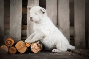 Additional photos: A puppy of the Yakut husky is waiting for the most caring fathers and mothers.