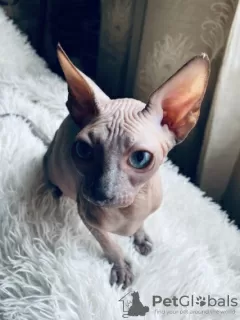 Photo №1. sphynx cat - for sale in the city of Abu Dhabi | 500$ | Announcement № 10893