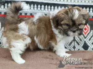 Photo №2 to announcement № 44777 for the sale of shih tzu - buy in Germany 