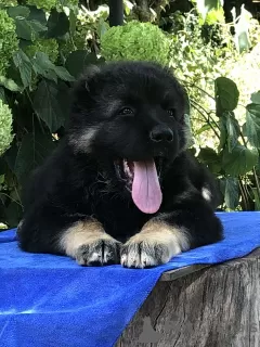 Photo №2 to announcement № 111539 for the sale of caucasian shepherd dog - buy in Italy private announcement, from nursery, breeder