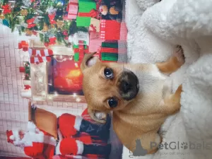 Photo №1. chihuahua - for sale in the city of Tbilisi | negotiated | Announcement № 129102