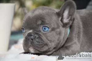 Additional photos: Selling French bulldog dogs