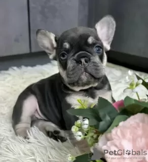 Photo №2 to announcement № 126707 for the sale of french bulldog - buy in Spain 