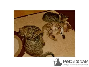 Photo №2 to announcement № 58177 for the sale of savannah cat - buy in Poland private announcement