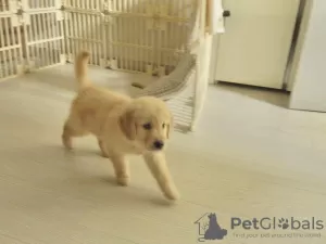 Photo №2 to announcement № 95973 for the sale of golden retriever - buy in Norway private announcement