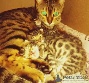 Photo №2 to announcement № 106719 for the sale of bengal cat - buy in Russian Federation private announcement