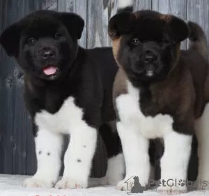 Additional photos: American Akita Puppies