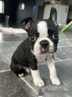 Additional photos: Boston terrier