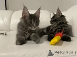 Additional photos: Maine Coon kittens