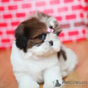 Photo №1. shih tzu - for sale in the city of Berlin | negotiated | Announcement № 13445